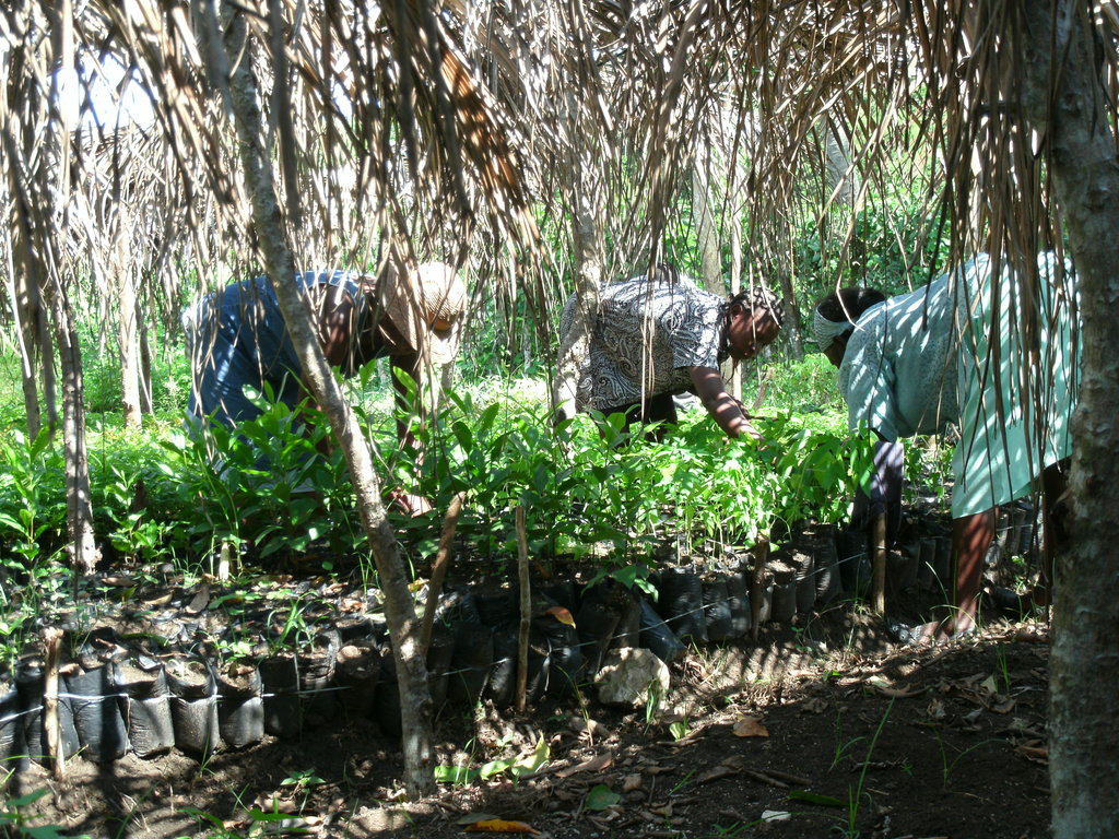 Let's Plant Trees in Haiti, Together!