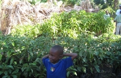 Let's Plant Trees in Haiti, Together!