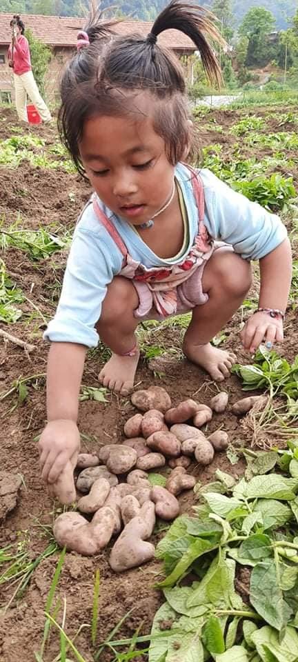 Ganga helps with potato harvest