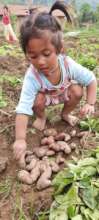 Ganga helps with potato harvest