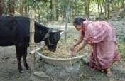 Securing Food for 200 Families in Bangladesh
