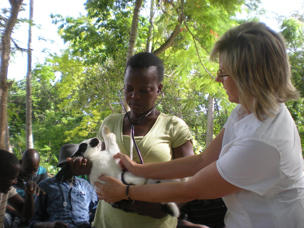 Vet volunteer and Haitian rabbit producer