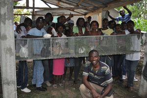 Visit to successful rabbitry in Grand Boulage