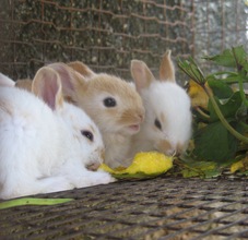 Baby rabbits in Haiti