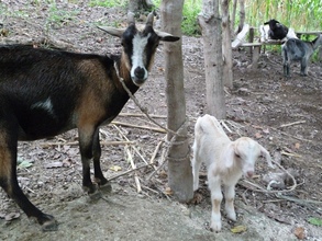 Adult and young goats