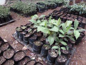 Seedlings such as coffee, almond, and mango