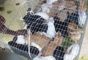 Rabbits being transported to market