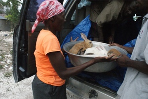 Distributing rabbits