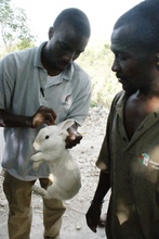 Inspecting one of the rabbits being distributed