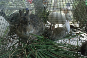 Mother rabbit with her babies