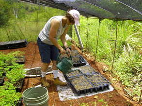 Plant Nursery