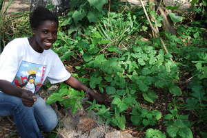 Vegetable Garden