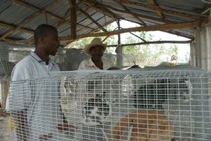 reviewing the new cage system with a producer