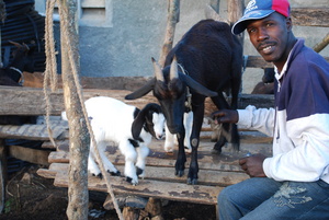 A mother goat and babies - training is provided on reproduction.