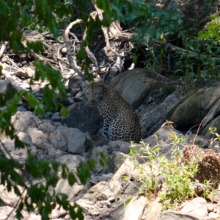 Leopard spotted at Makalali!