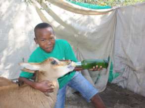 child feeding Sable Antelope