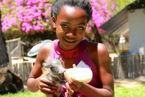 Feeding the baby warthog