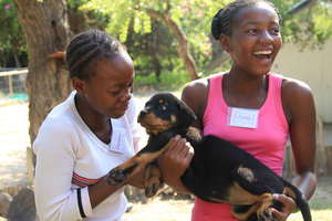 Dogs are a great way of interacting with animals