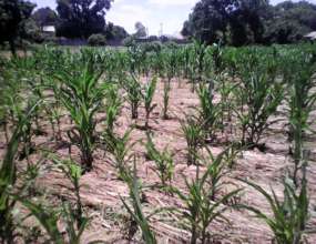 State of 39m x 16m school plot crop