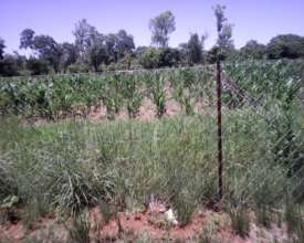 Fence established around the school plot