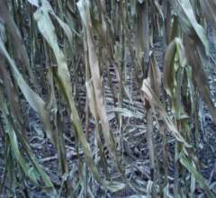 St Johns 2014-2015 season Pfumvudza plot