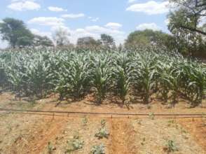Kanyaga Primary - Green mealies yum yum