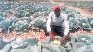 Strong looking cabbages demonstrate the method