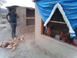 Chickens for high protein eggs in the school diet
