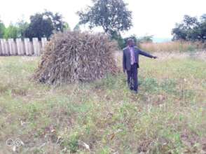 Maize harvest in progress