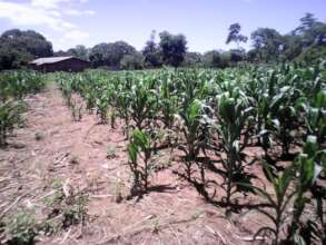 Maize - the basis of sadza