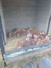New Chicken's for the School