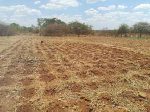 Chihiwiti Primary - ready for maize and sugar bean