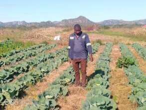 Cabbages for all