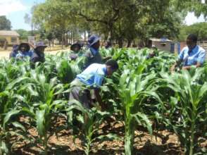 Healthy looking maize plants grown by pupils