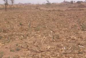 Nest Literacy Centre Farming Plot