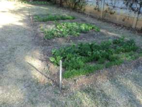 Yadah College Teacher's Farming Plot