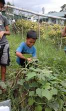 students harvest crops at school garden