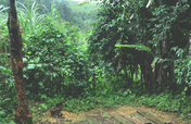Improvement of latrines in Fundong Subdivision