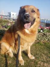 Ace enjoy walking in the city.