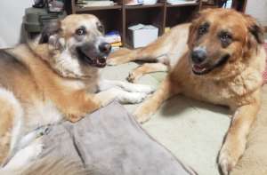 With his sibling Minne. Both have gentle face.