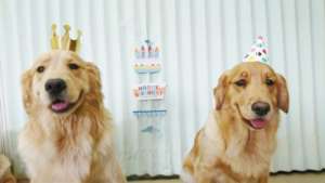 Happy Birthday to Puppies!