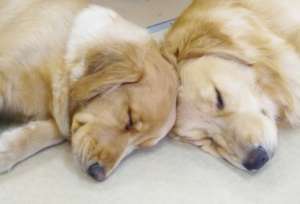 After enjoying, puppies sleep well