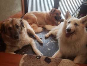 With his mom Bal & Taiga(W.S.Shepherd)