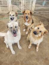 Bottom left is Bal, surrounded by her children.