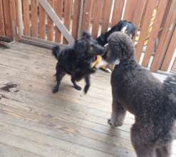 Playing with the other dogs