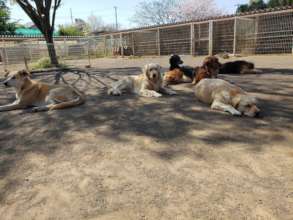 Dogs relaxing