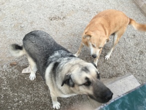 Tarcin with Tilki on the street in Turkey
