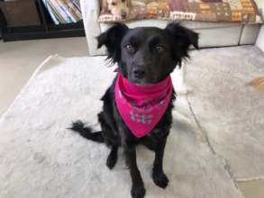Chocolat ~ From a Stray dog to a Working dog