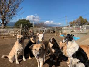 Dog's farm" Village of Fuji"