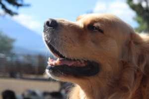 Therapy Dog "Johan"